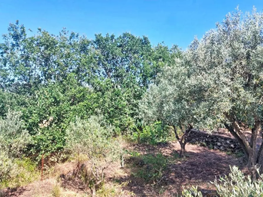 Immagine 4 di Terreno in vendita  in Contrada Nociazza, 95017 Piedimonte Etneo CT, Italia a Piedimonte Etneo