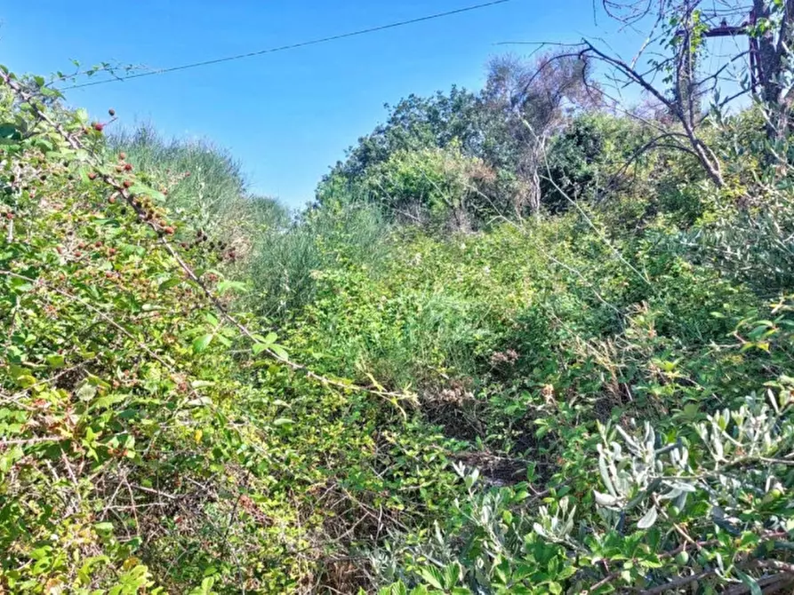 Immagine 7 di Terreno in vendita  in Contrada Nociazza, 95017 Piedimonte Etneo CT, Italia a Piedimonte Etneo