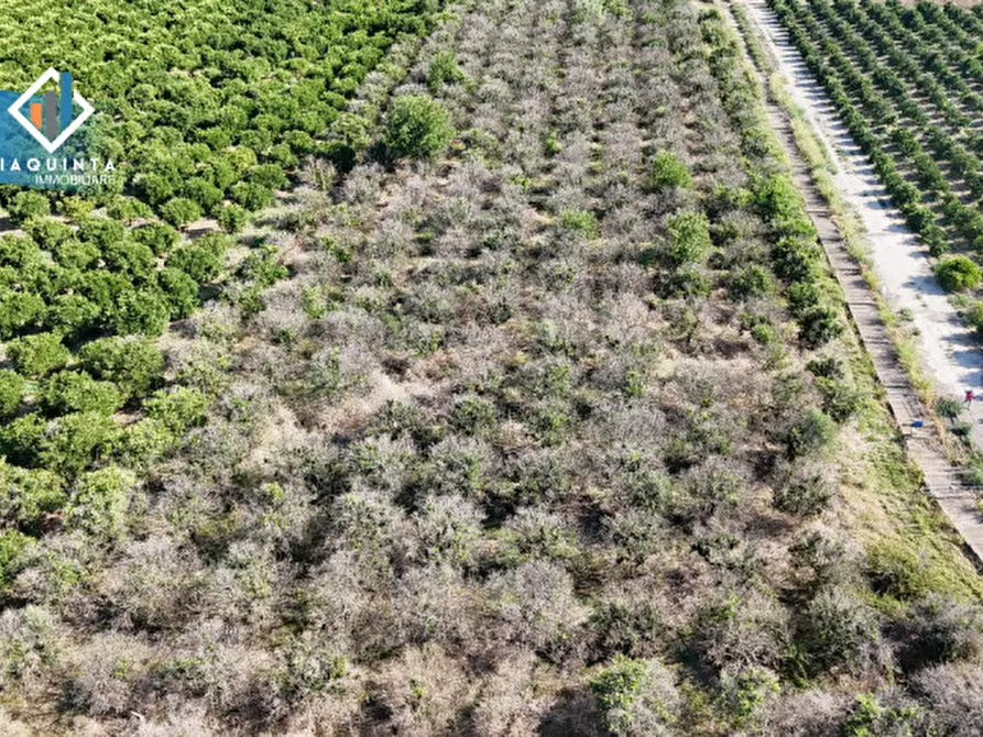 Immagine 16 di Terreno in vendita  in Strada statale 417 / c.da Cuticchi snc a Ramacca