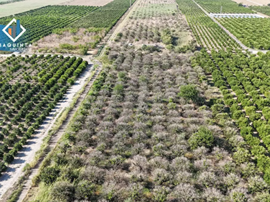 Immagine 18 di Terreno in vendita  in Strada statale 417 / c.da Cuticchi snc a Ramacca