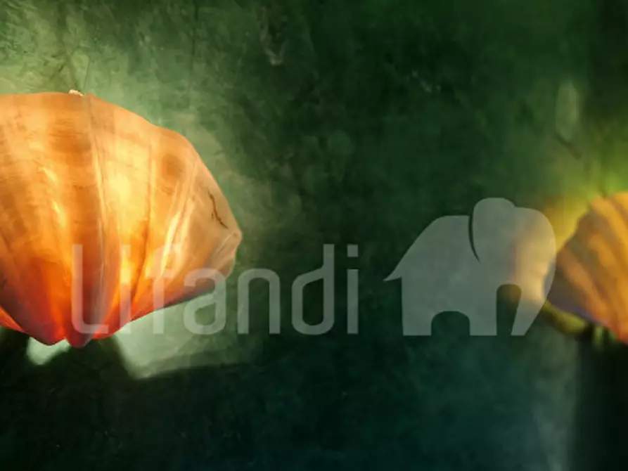 Immagine 39 di Villa in vendita  a San Zeno Di Montagna