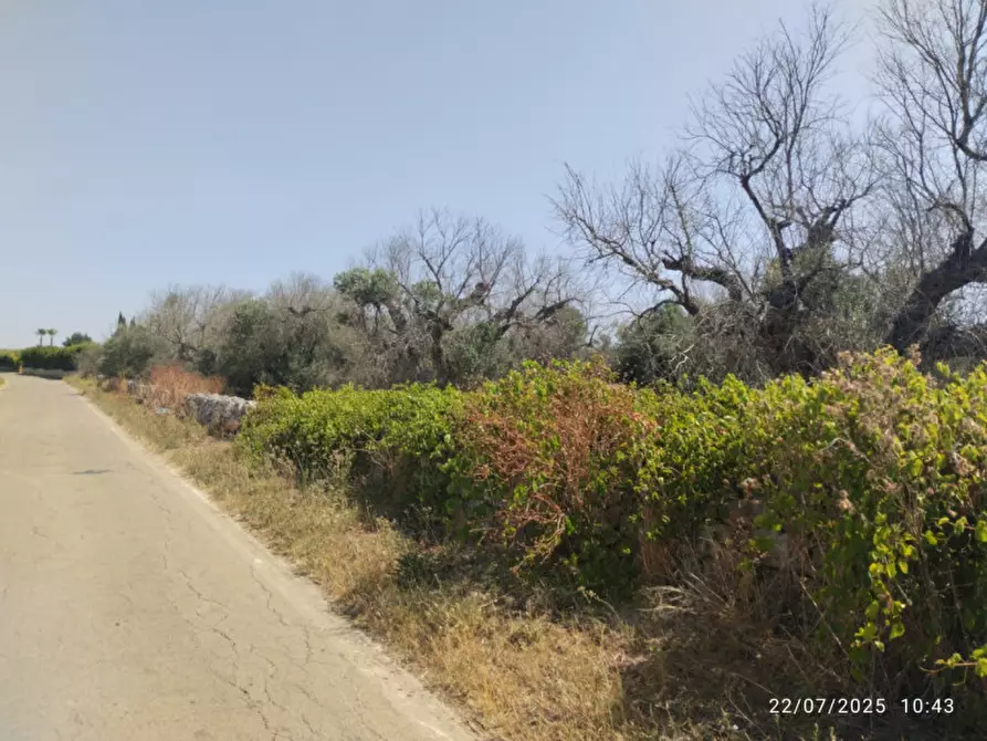 Immagine 2 di Terreno in vendita  a Casarano