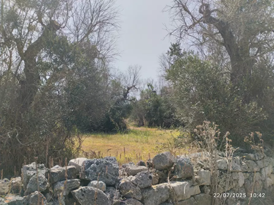 Immagine 4 di Terreno in vendita  a Casarano