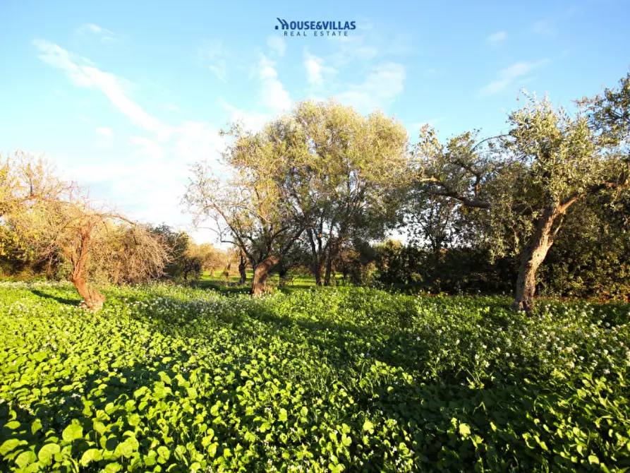 Immagine 2 di Terreno in vendita  in cda busulmone a Noto