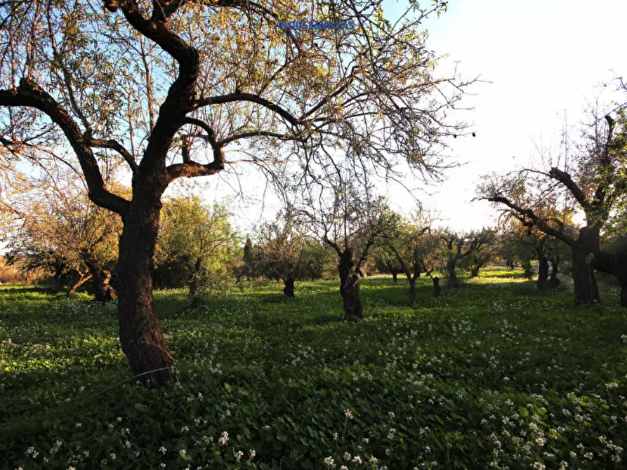Immagine 4 di Terreno in vendita  in cda busulmone a Noto
