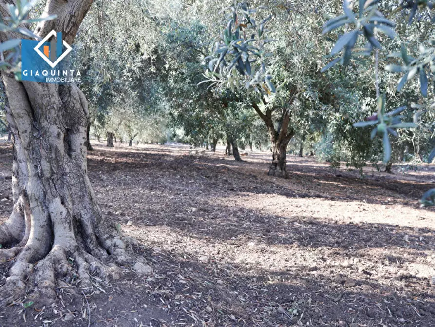 Immagine 3 di Terreno in vendita  in Contrada Alfano a Palagonia