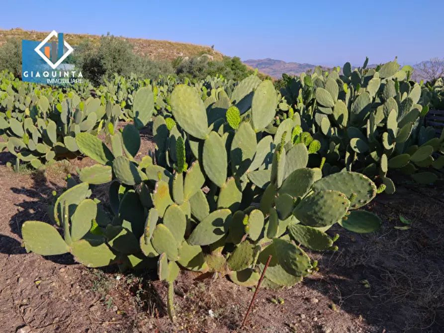 Immagine 12 di Terreno in vendita  in Contrada Alfano a Palagonia