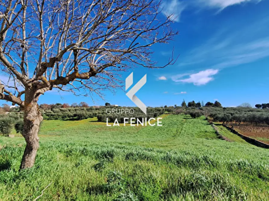 Immagine 37 di Rustico / casale in vendita  in c.da Rampone a Martina Franca