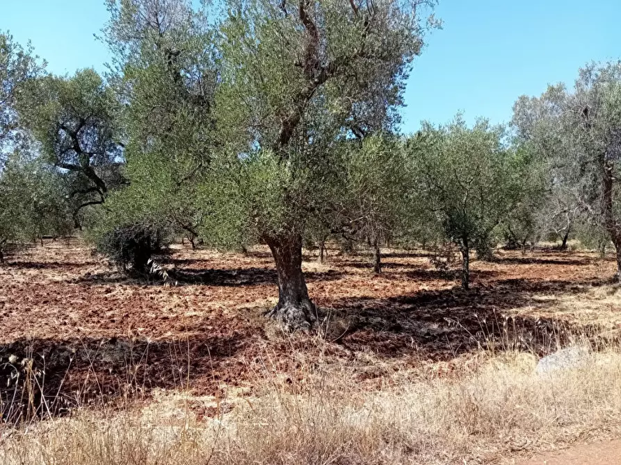 Immagine 3 di Terreno in vendita  in C.da Madonna Piccola a Ceglie Messapico
