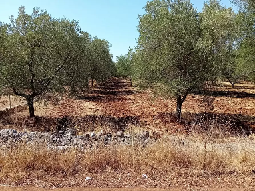 Immagine 4 di Terreno in vendita  in C.da Madonna Piccola a Ceglie Messapico