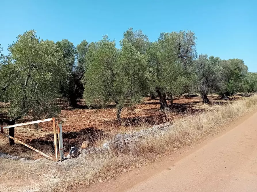 Immagine 5 di Terreno in vendita  in C.da Madonna Piccola a Ceglie Messapico