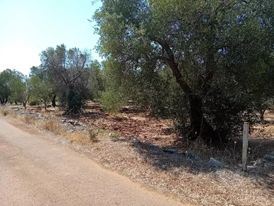 Immagine 6 di Terreno in vendita  in C.da Madonna Piccola a Ceglie Messapico