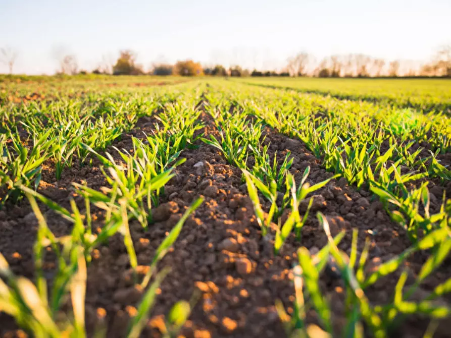 Immagine 5 di Terreno in vendita  a Montebelluna