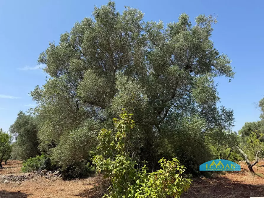 Immagine 3 di Rustico / casale in vendita  a Ceglie Messapico