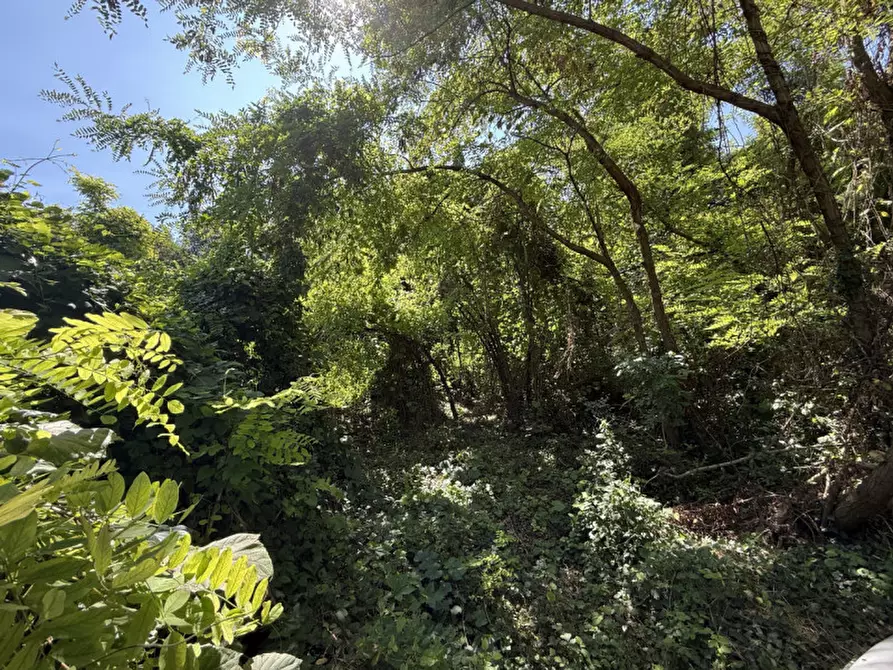 Immagine 4 di Terreno in vendita  in Via Rossini a San Pietro In Cariano