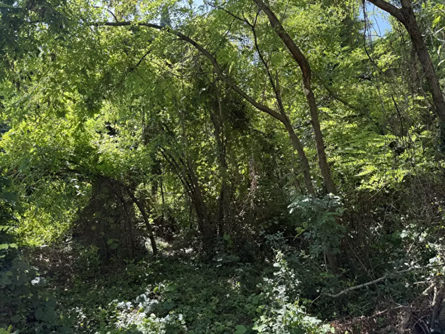 Immagine 6 di Terreno in vendita  in Via Rossini a San Pietro In Cariano