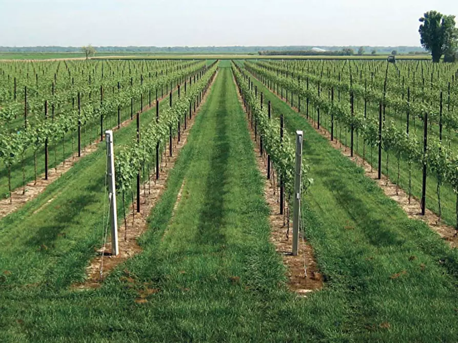 Immagine 6 di Terreno in vendita  in Via San Marco a Lonato del Garda