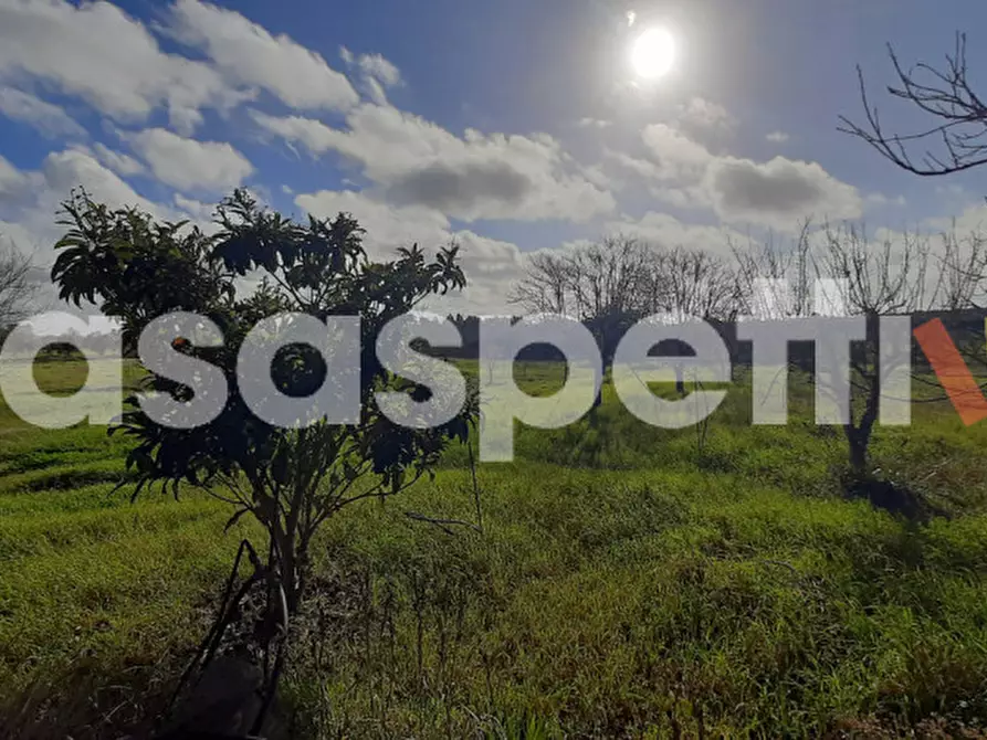 Immagine 4 di Rustico / casale in vendita  in Località Casino Perrone snc a Salice Salentino