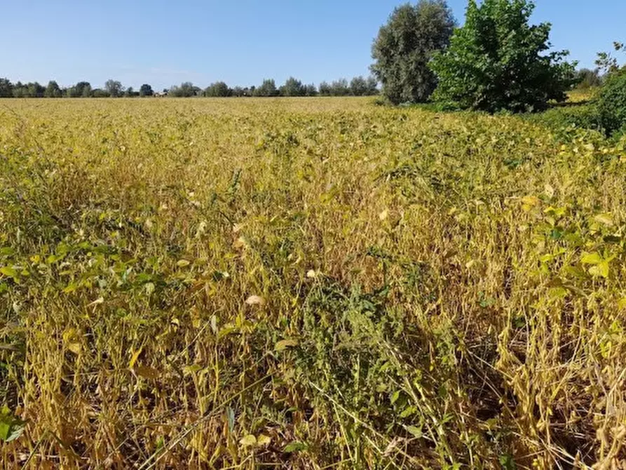 Immagine 3 di Terreno in vendita  in Fossalta a Fossalta Di Portogruaro