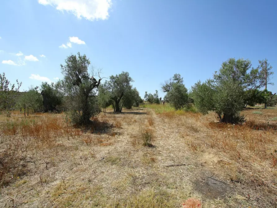 Immagine 19 di Terreno in vendita  in Via Calori, Matino, LE, Italia a Matino