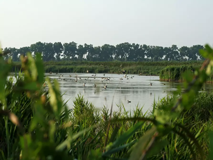 Immagine 9 di Casa indipendente in vendita  in VIA ROTTA MARTINELLA 22 a Argenta