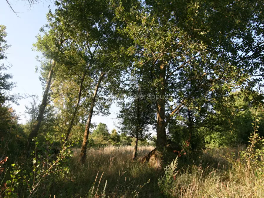 Immagine 17 di Rustico / casale in vendita  a Abbadia San Salvatore
