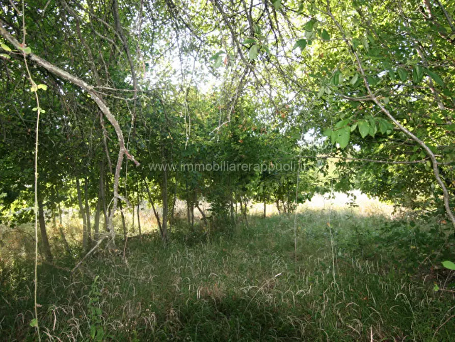 Immagine 19 di Rustico / casale in vendita  a Abbadia San Salvatore