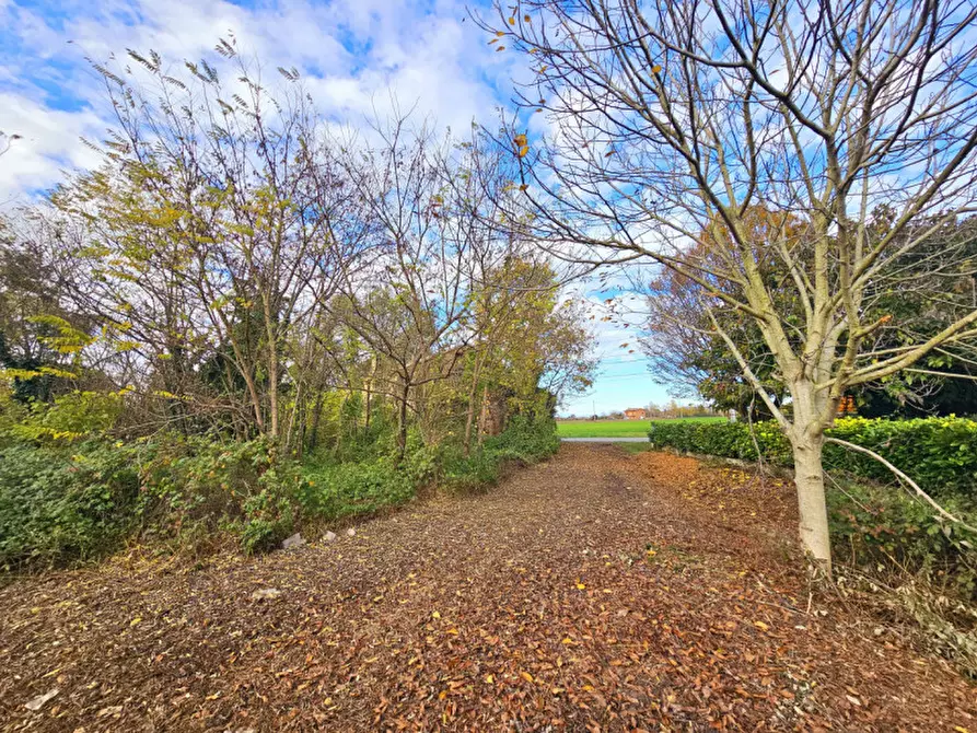 Immagine 4 di Rustico / casale in vendita  in VIA CERESARA a Solesino