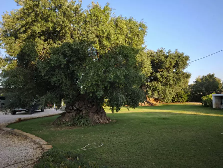 Immagine 43 di Rustico / casale in vendita  in c.da Lamascopone a Fasano