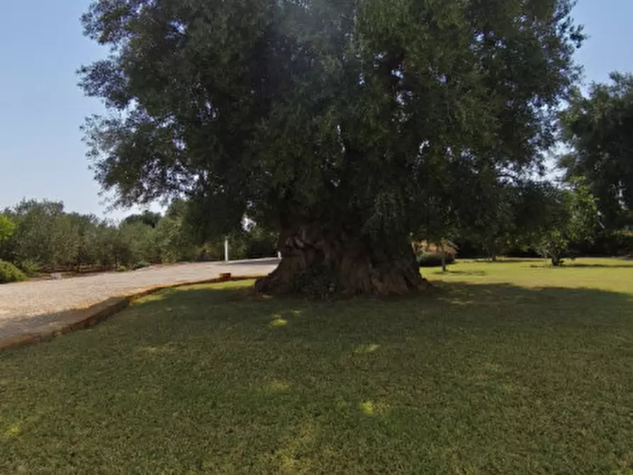 Immagine 43 di Rustico / casale in vendita  in c.da Lamascopone a Fasano
