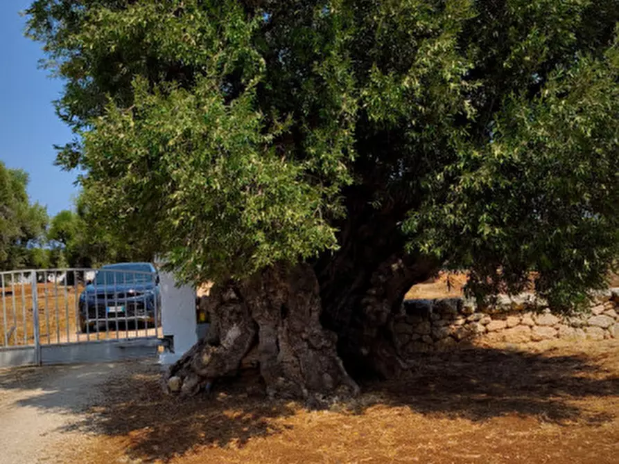 Immagine 45 di Rustico / casale in vendita  in c.da Lamascopone a Fasano