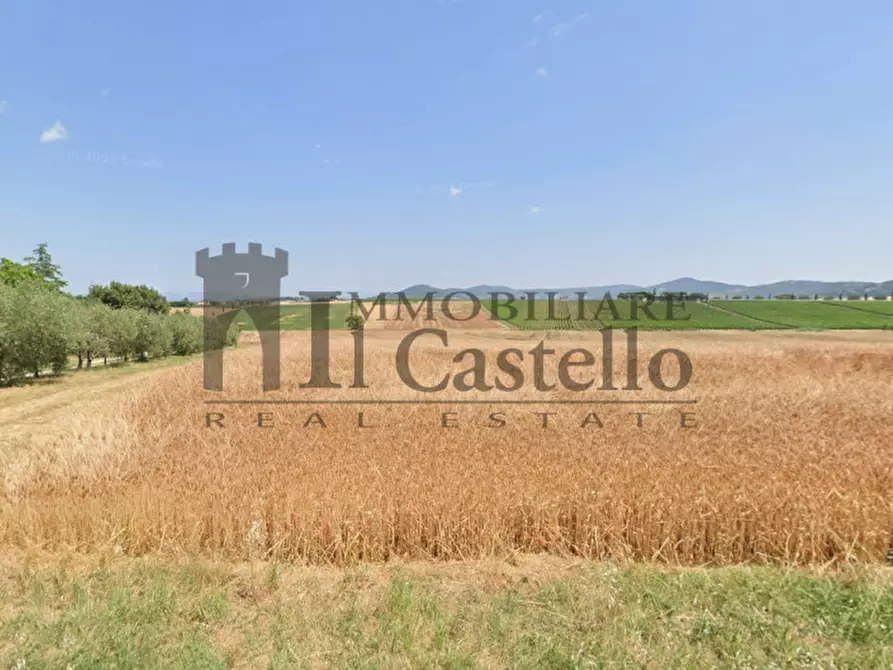 Immagine 3 di Rustico / casale in vendita  a Paciano