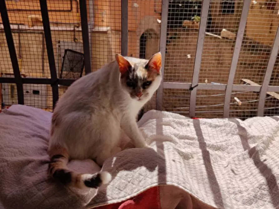 Immagine 9 di Appartamento in vendita  in Via Dante Alighieri a Eboli