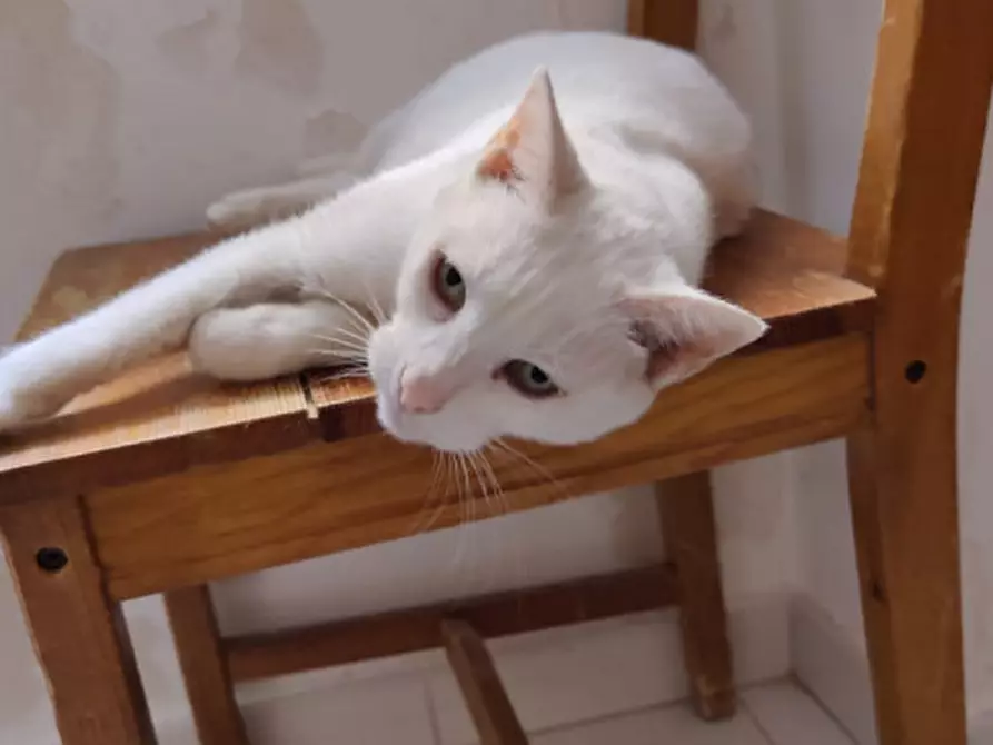 Immagine 10 di Appartamento in vendita  in Via Dante Alighieri a Eboli