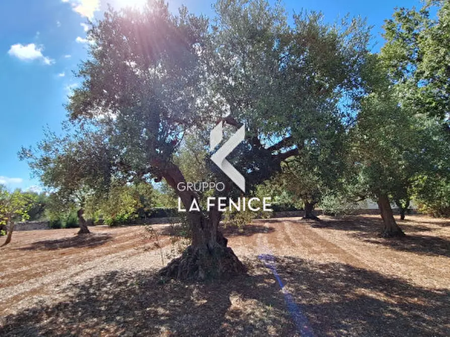 Immagine 14 di Rustico / casale in vendita  in C.da Vitamara a Locorotondo