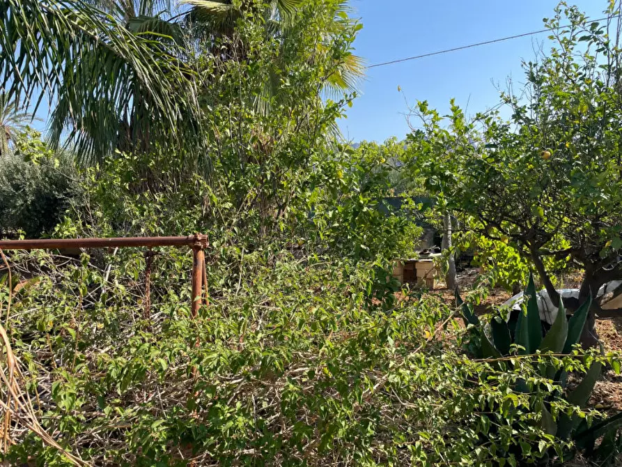 Immagine 6 di Terreno in vendita  in contrada san cataldo a Trappeto