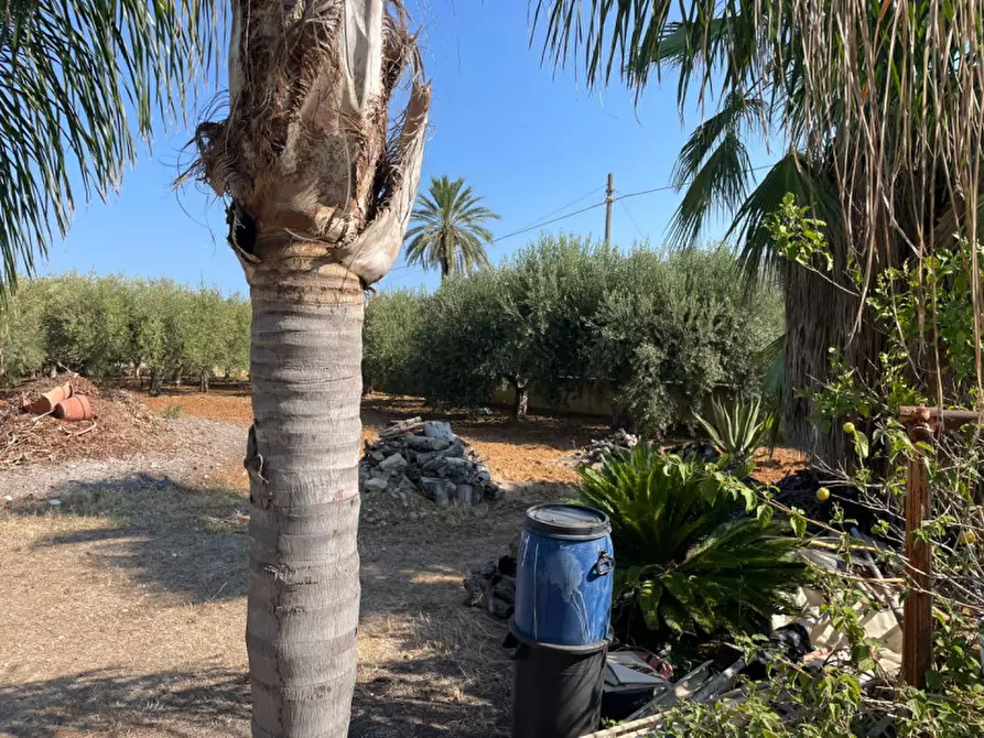 Immagine 8 di Terreno in vendita  in contrada san cataldo a Trappeto