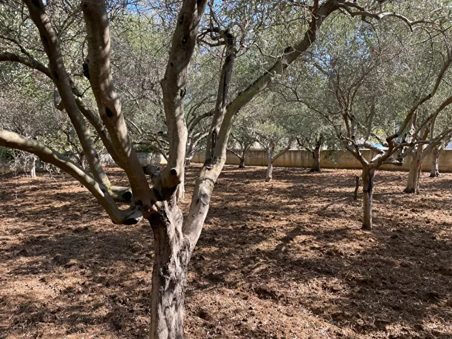 Immagine 9 di Terreno in vendita  in contrada san cataldo a Trappeto