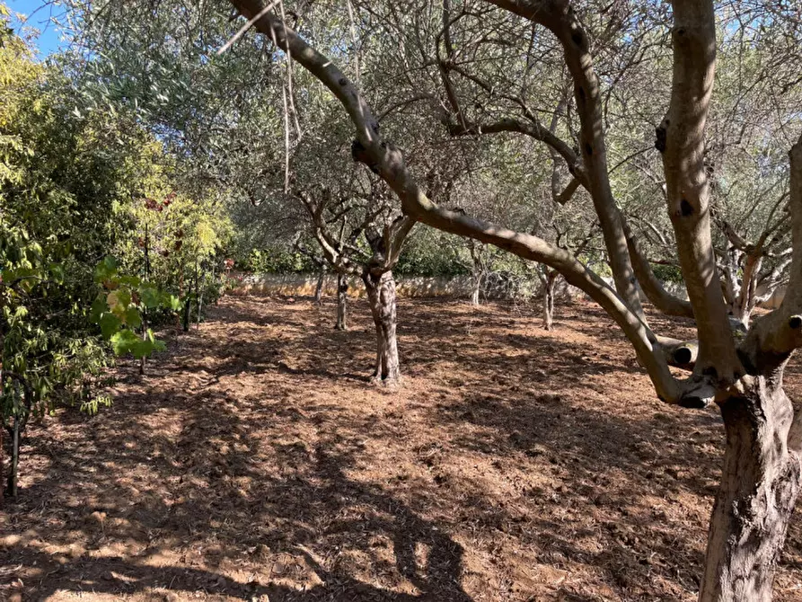 Immagine 10 di Terreno in vendita  in contrada san cataldo a Trappeto