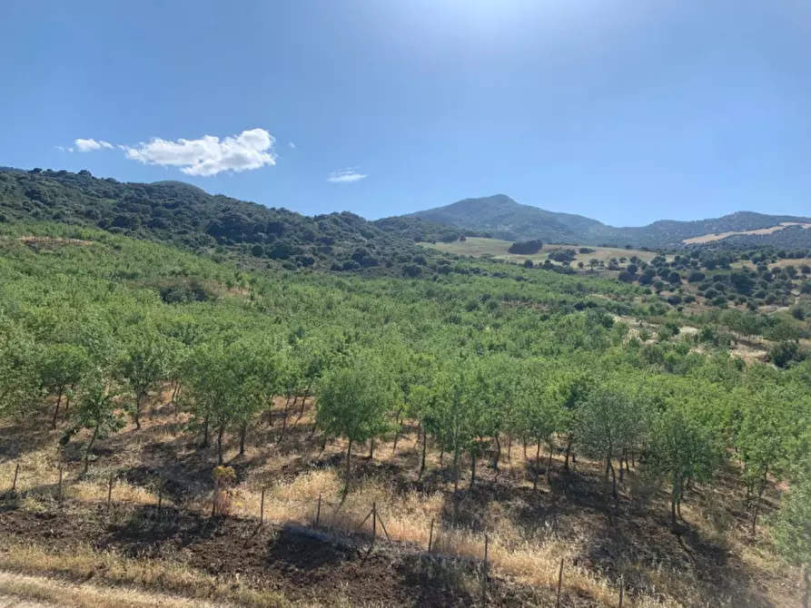 Immagine 6 di Terreno in vendita  in contrada granza a Sclafani Bagni