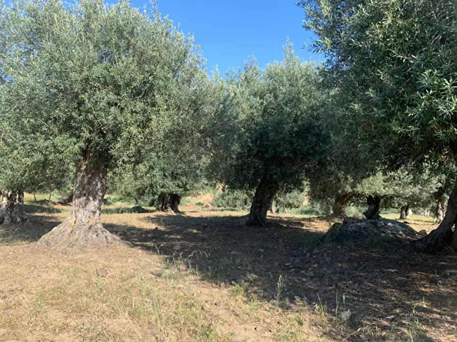 Immagine 8 di Terreno in vendita  in contrada granza a Sclafani Bagni