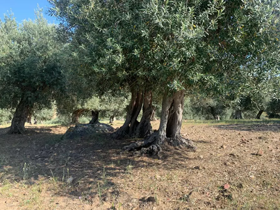 Immagine 9 di Terreno in vendita  in contrada granza a Sclafani Bagni