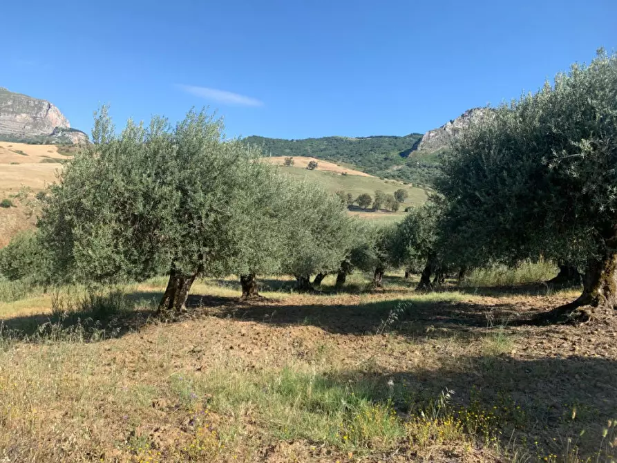 Immagine 10 di Terreno in vendita  in contrada granza a Sclafani Bagni