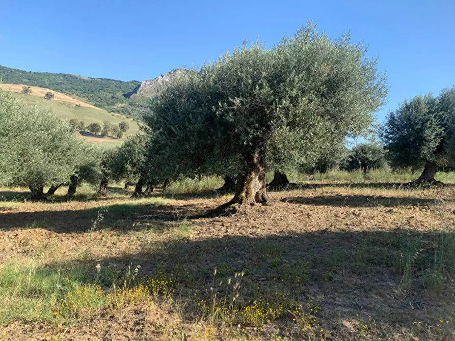 Immagine 11 di Terreno in vendita  in contrada granza a Sclafani Bagni