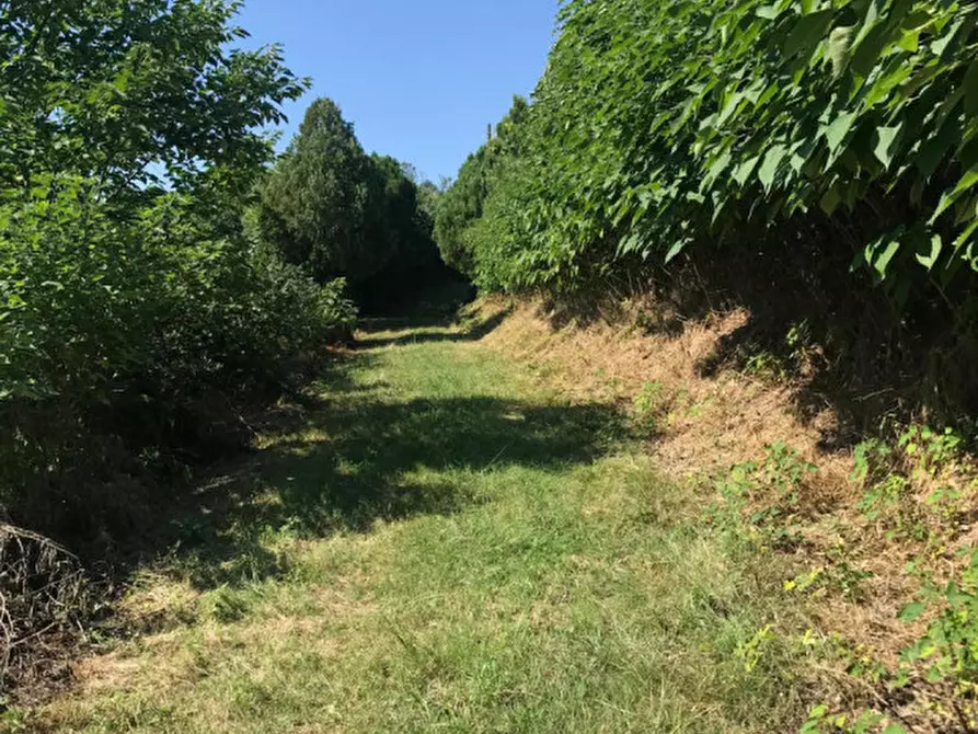 Immagine 8 di Rustico / casale in vendita  in VIA MONTE ROSOLEO 10 a Albettone