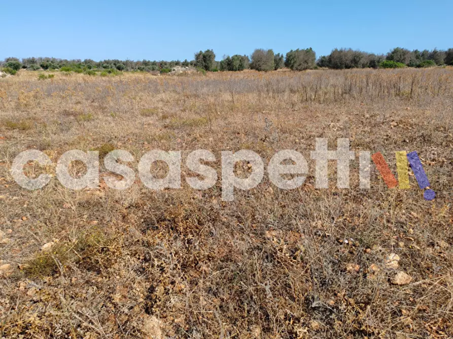 Immagine 3 di Terreno in vendita  in Strada Provinciale Veglie - Torre Lapillo a Veglie