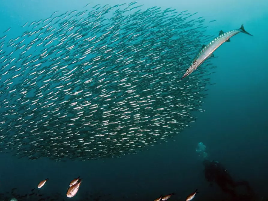 Immagine 19 di Appartamento in vendita  in Via del Littorale, N. 164 a Livorno