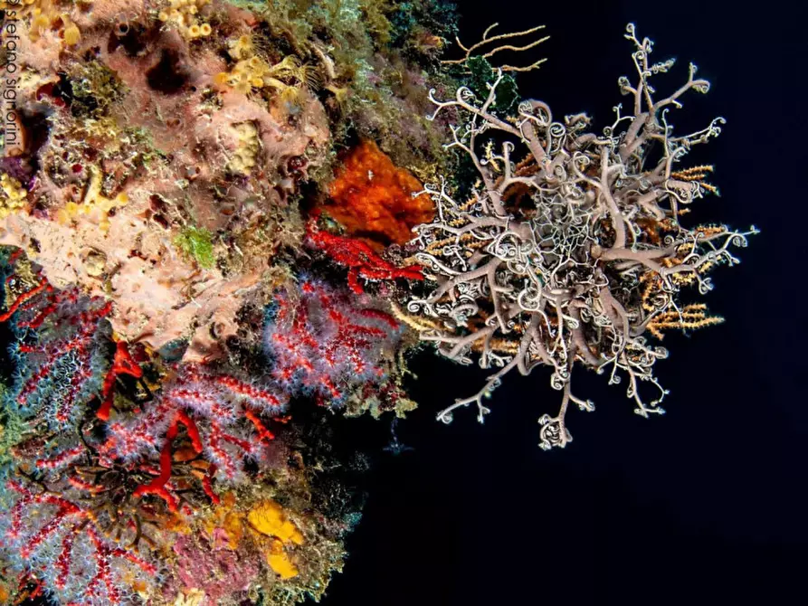 Immagine 17 di Attico in vendita  in Via del Littorale, N. 164 a Livorno