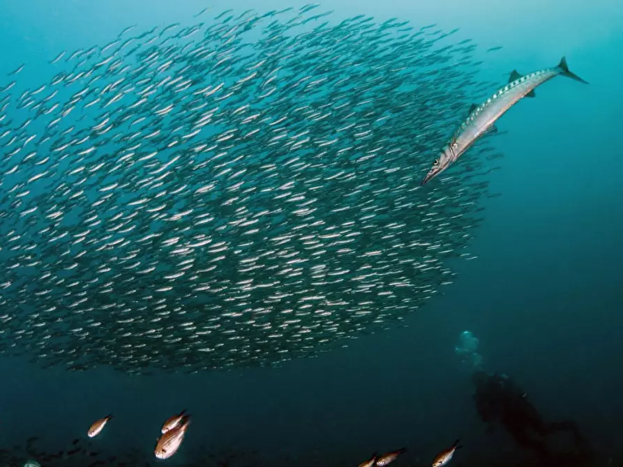 Immagine 19 di Attico in vendita  in Via del Littorale, N. 164 a Livorno