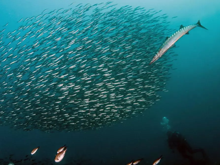 Immagine 19 di Attico in vendita  in Via del Littorale, N. 164 a Livorno